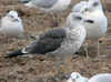 juvenile LBBG, ringed in the Netherlands.